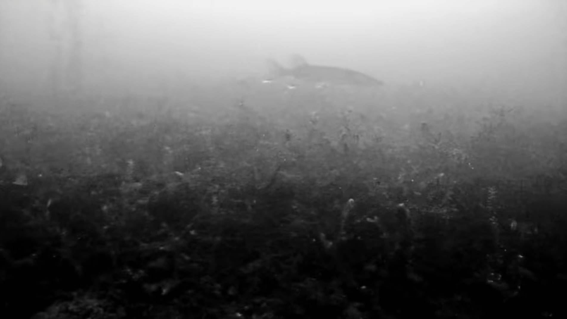 [black and white video of the underwater world/чёрно-белое видео подводного мира]