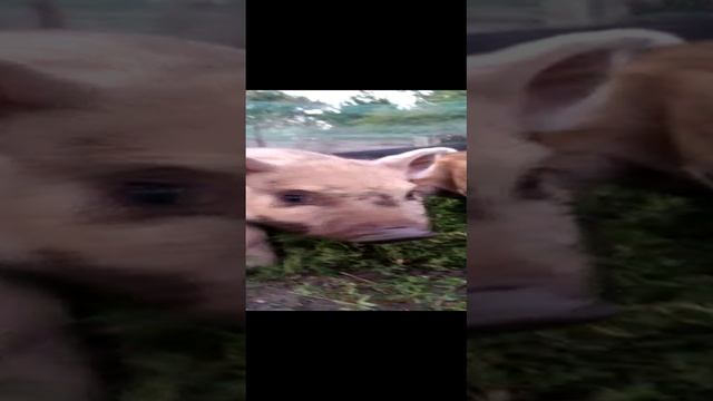 VID-20210819-WA0000.mp4