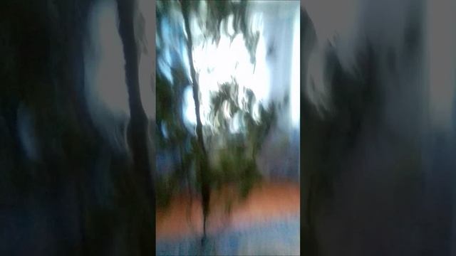 поставили ёлочку 🎄🌲☃️❄️