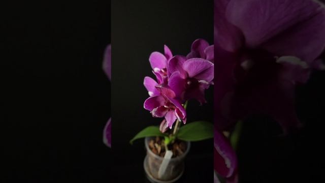 Phal. Tying Shin Black Bear V