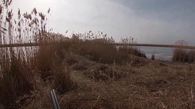 Выжлец гоняет шакала