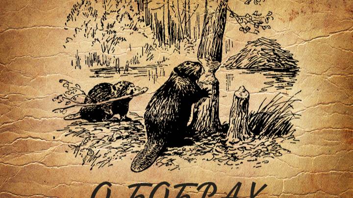 О бобрах