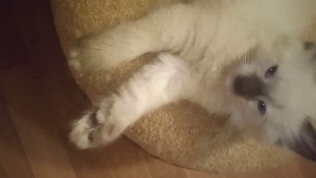 Котик Евро, окрас сил - тэбби - пойнт с белым, возраст 2 месяца, свободен! 😺