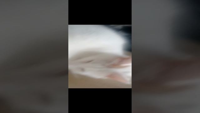 кто любит котов?