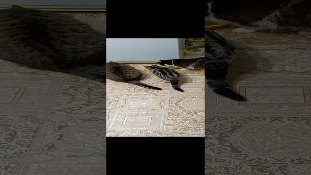 1000000534.mp4
