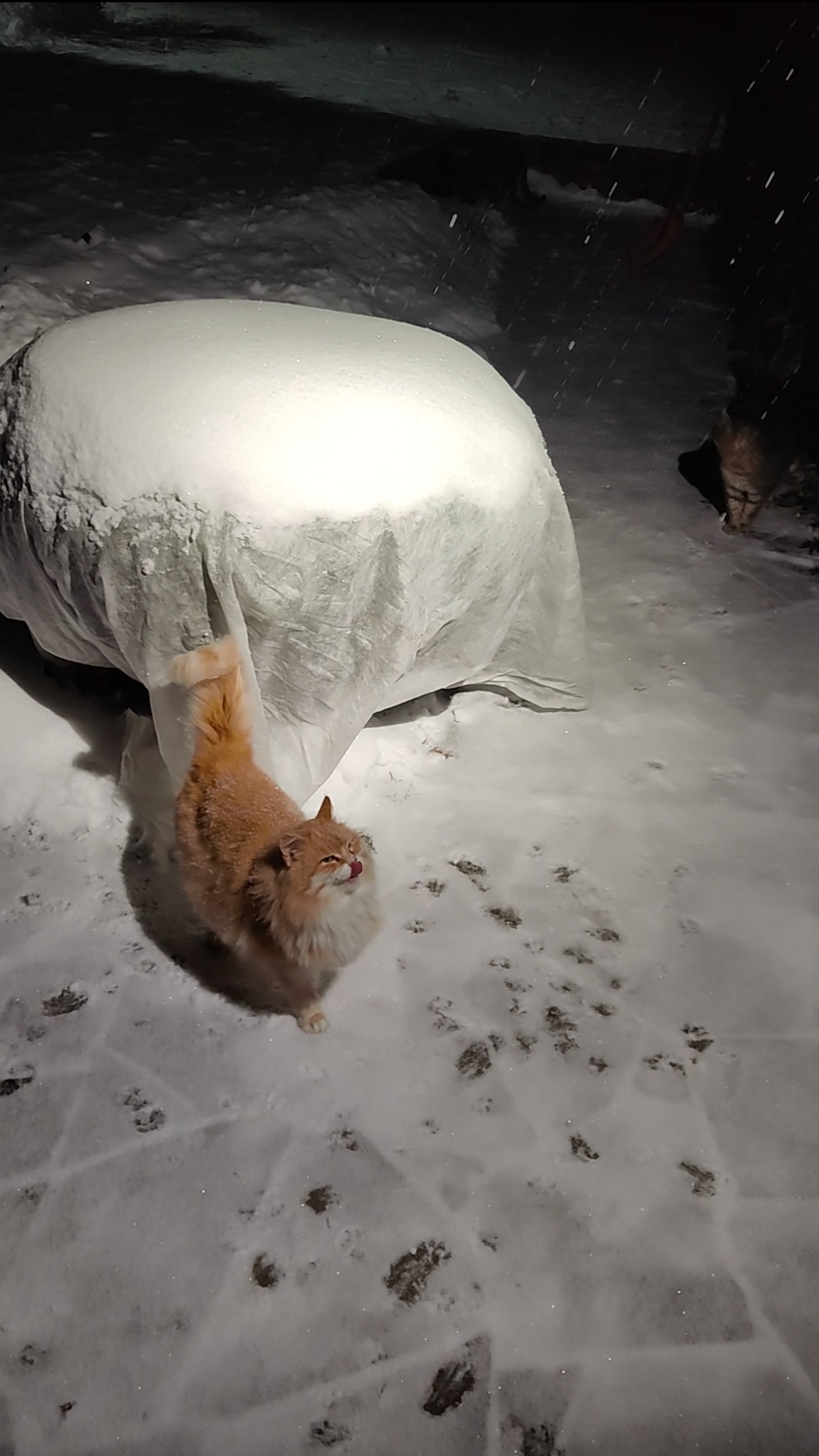 Голос подан - каша пошла 😸🤣😺🤝 #trending #cat #nature #кот #коты #winter #funny #зима #природа