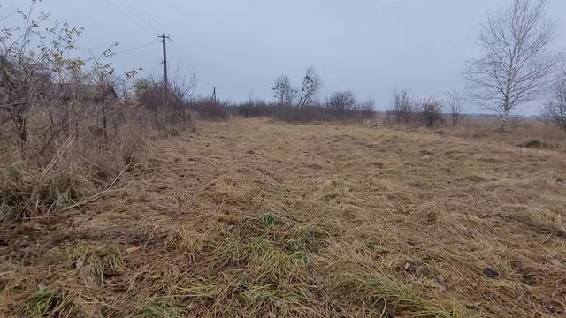 Косули в лесу Беларусь