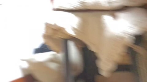 落ち着かない猫の・・安心できる場所は?【猫と日本の庭】