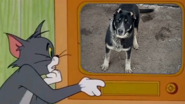 Том испугался телевизор