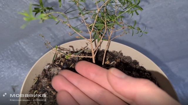Кунцея 12