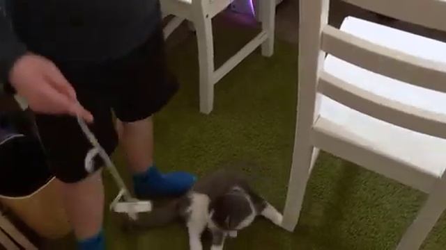 Мой кот Сева