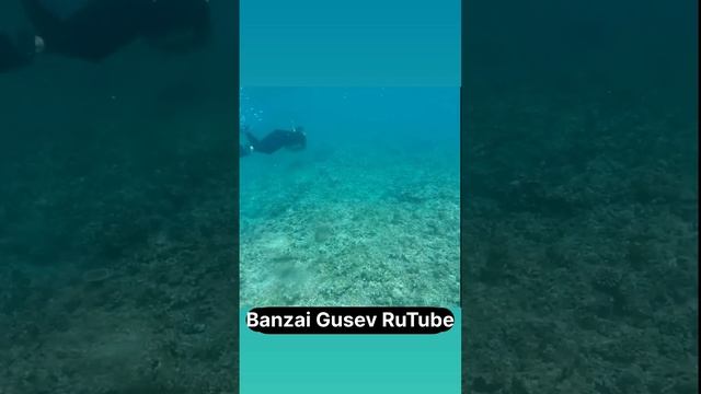 Плавание с японской черепахой. #япония #мемы #мем #юмор #банзайгусев #снокеринг #окинава