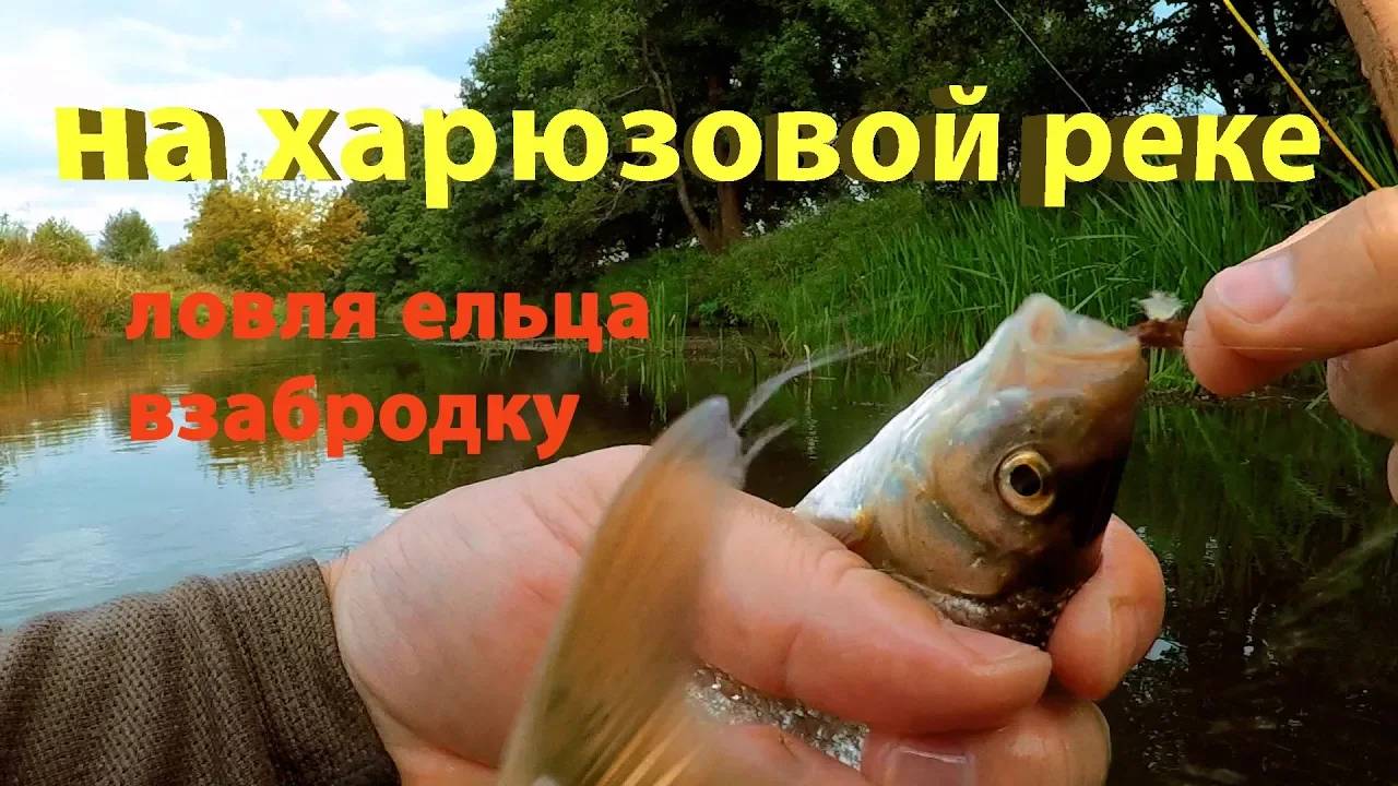 Ходовая рыбалка на ельца. Поиск перспективных мест для ловли.