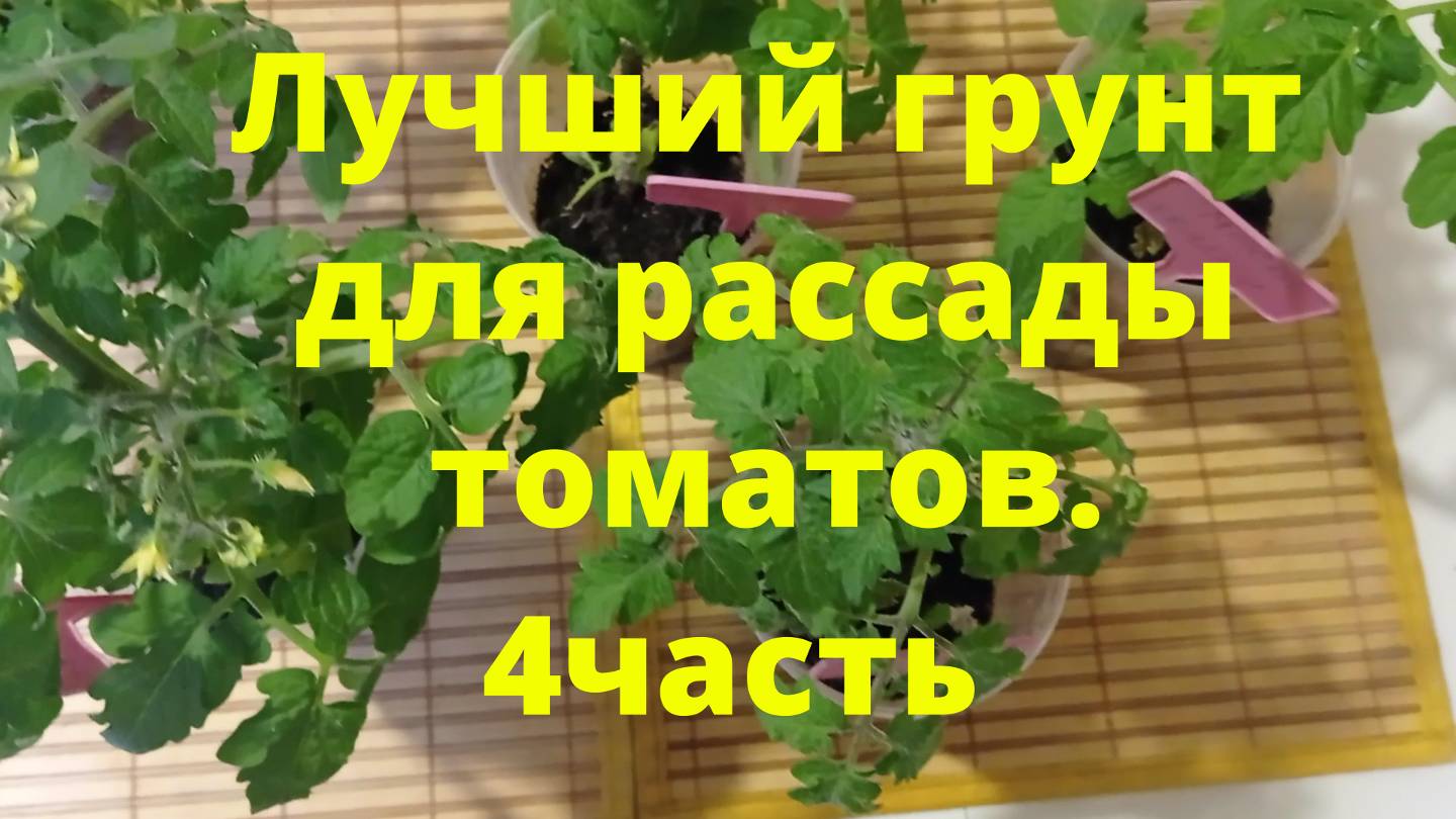 Лучший грунт для рассады томатов 4 часть
