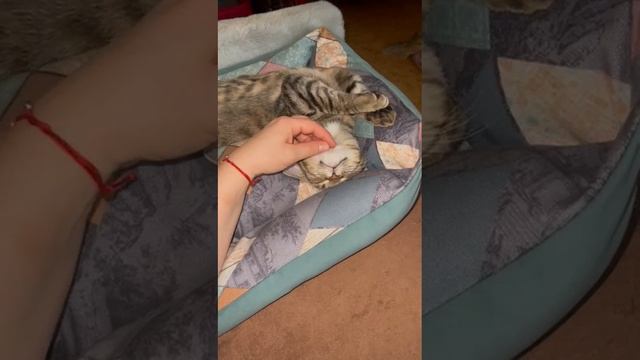 Кошка Ясмина в добрые руки - "Ваш Друг"