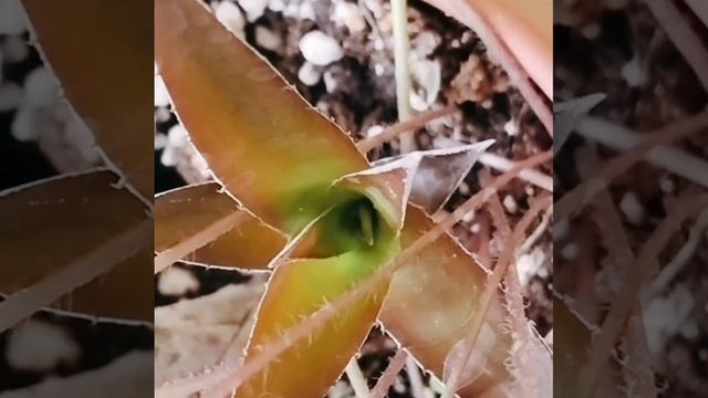 Криптбергия Рубра 🌱