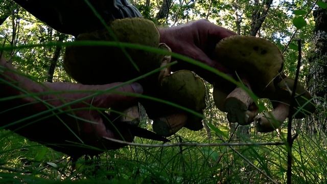НАСТОЯЩИЙ БЕЛЫЙ гриб. Так вот он какой! Грибы Дальнего Востока.