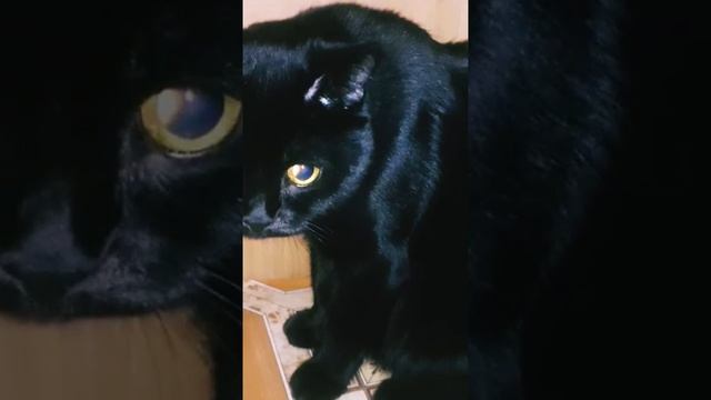 Чёрный красавец Малышкин#чёрныйкот#красавец#коттот#малыш#малышня#мойкот#музыкатоп#бетмен#жизнькота