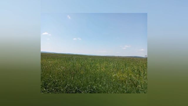 Лесная дорога