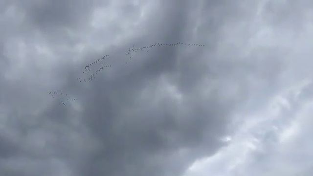 летят гуси... geese are flying....mp4