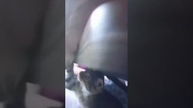 Джингелпес