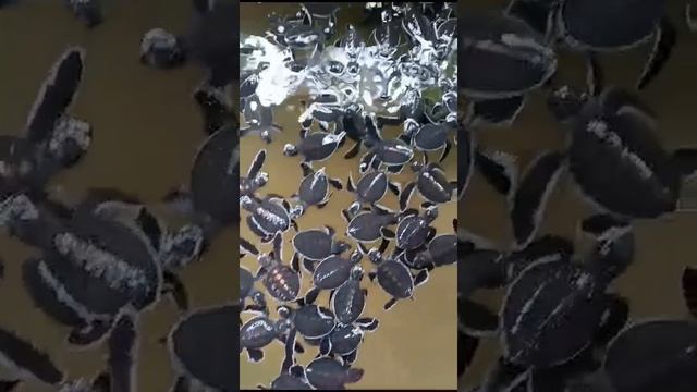Маленькие черепашки ждут когда их выпустят в Индийский океан Шри Ланка