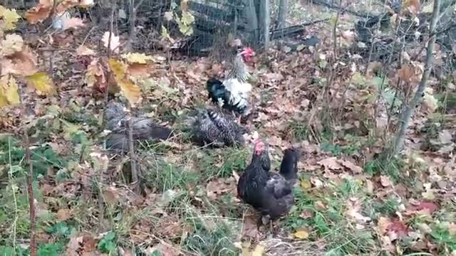 Наши курочки и золотистый петушок. Our chickens and a golden rooster..mp4