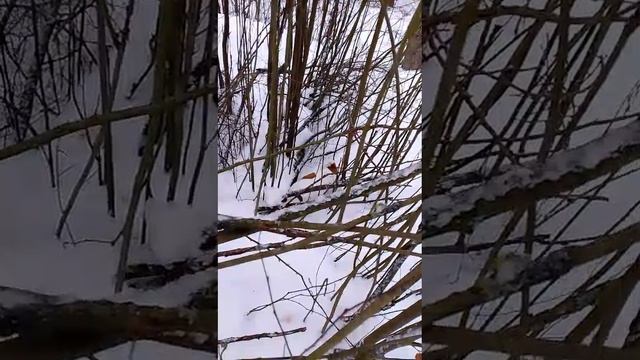 в поисках зайчика