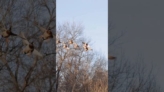 кряквы