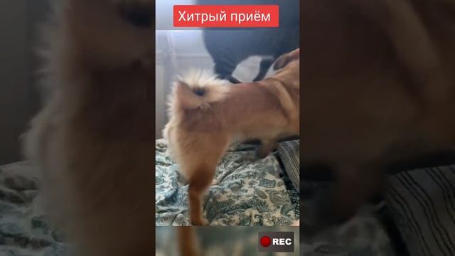 Кусь