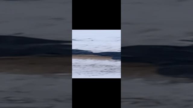 Птицы голуби