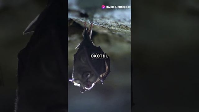 Удивительные факты о летучих мышах