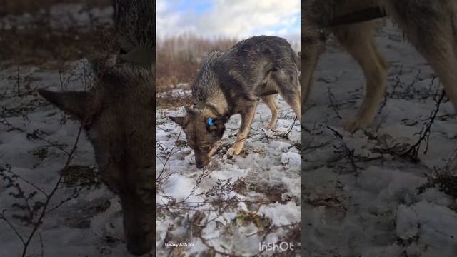 Активная добрая небольшая собачка, девочка, в добрые руки!