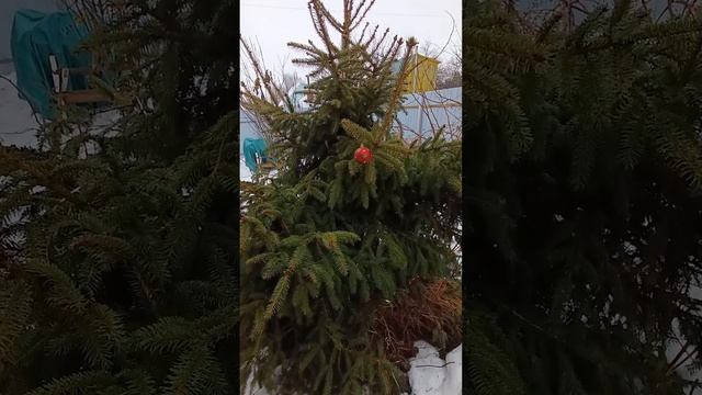 Ёлочка во дворе. С наступающим ✨️
