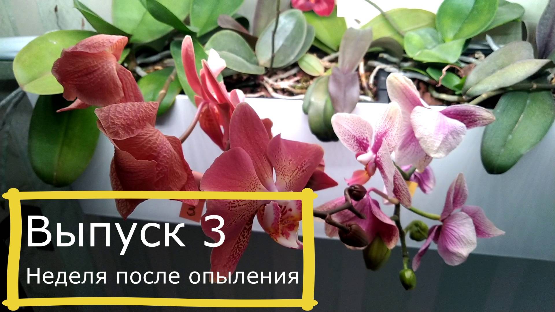 Выпуск 3 - Орхидея из семечка.  Одна неделя с момента опыления. Первые потери.