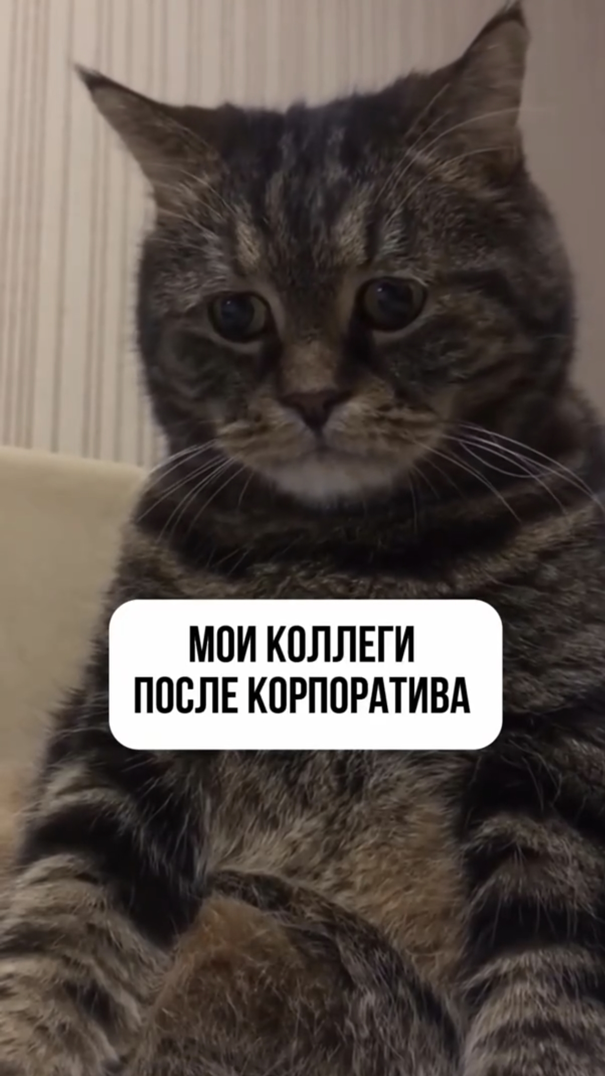 После кото корпоратива