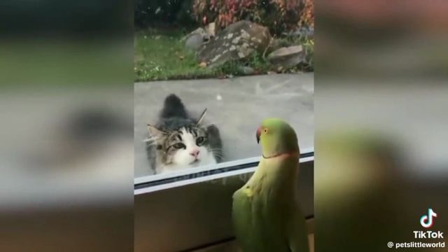 Попугай издевается