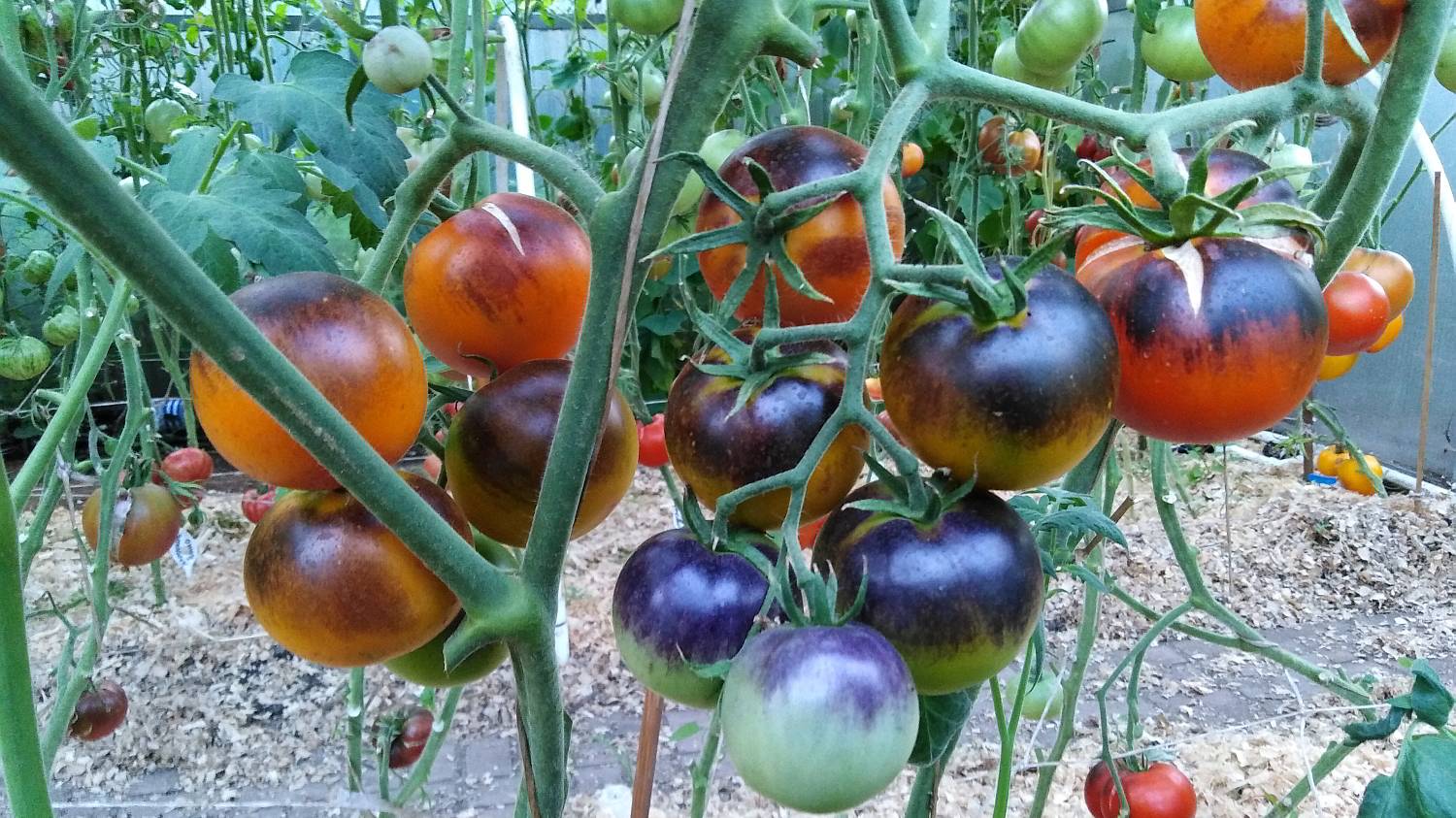 Томат Синяя Клементина (Clementine Bleue)