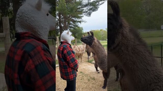 Когда попал в новую компанию и стараешься не выделяться