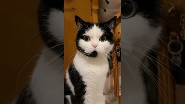 -Алло?! 🤣