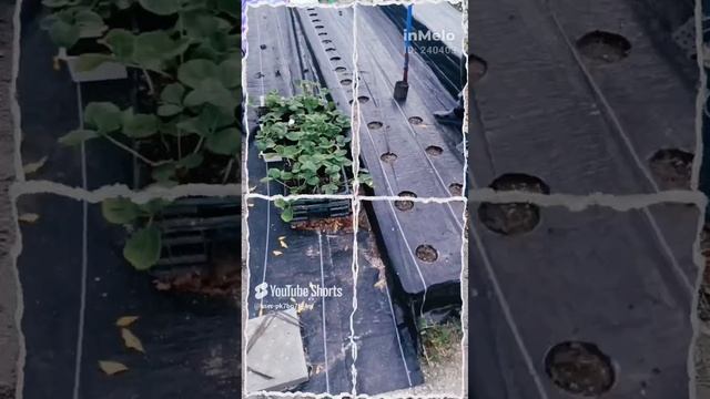 Строим грядки из ящиков!