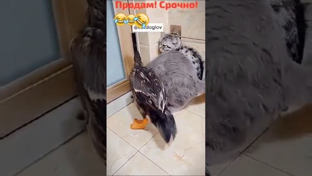 Смешные видео про кошек