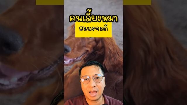 ข้อดี ของการเลี้ยงสุนัข วิจัย