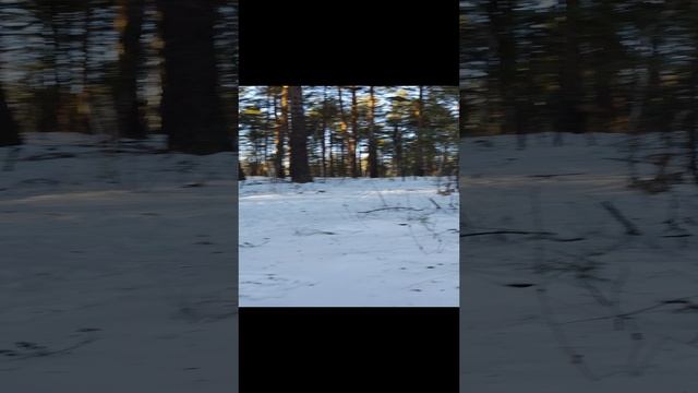 Предновогодний лес