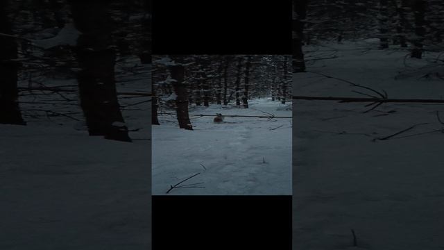 Нашел живого зайца в петле.