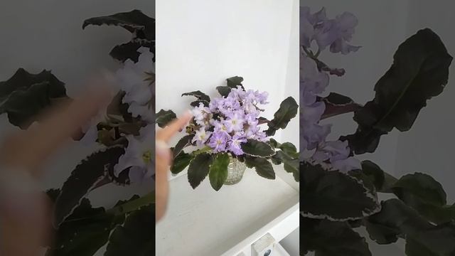 VID_20241229_121415(0)