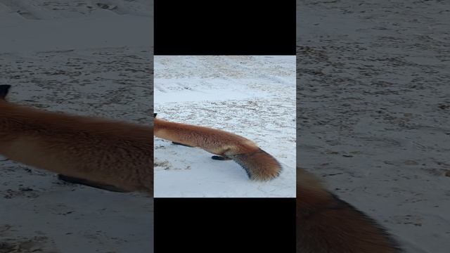 Лиса