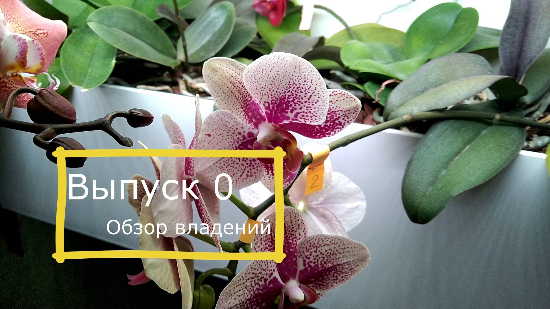 Выпуск 0 - Орхидея из семечка. Обзор владений