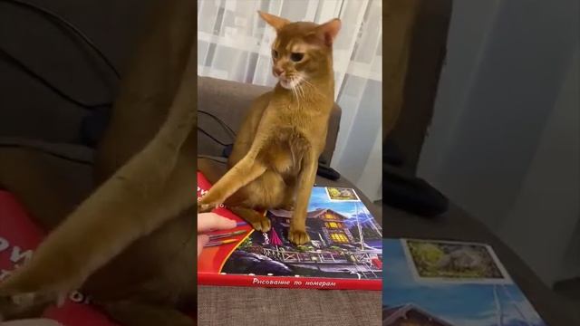 Video5442707339176076517 (1)