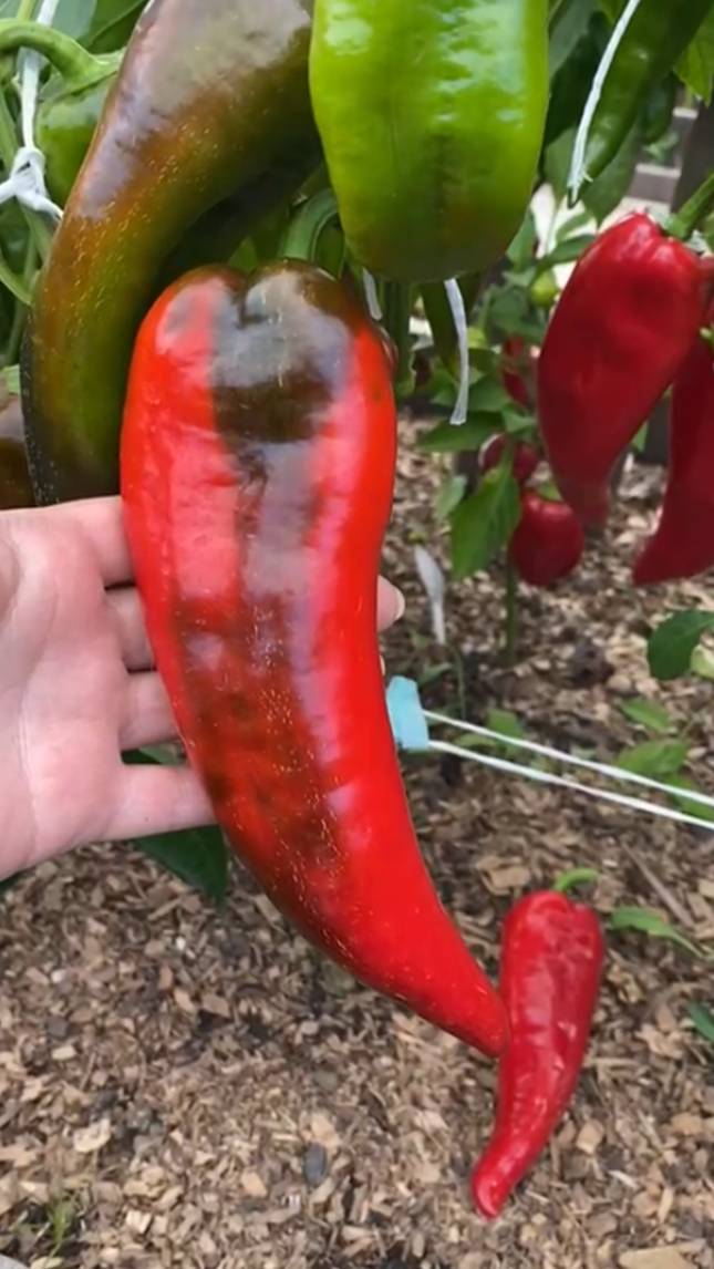 🌶Перец сладкий КУБАНСКИЙ КОНСЕРВНЫЙ! #short #сладкийперец #советы